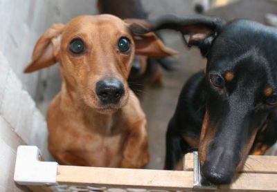 Dachshund Rescue 2008-01-01