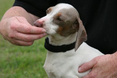 Dachshund Rescue 2008-01-01