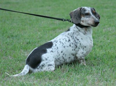 Dachshund Rescue 2008-01-01