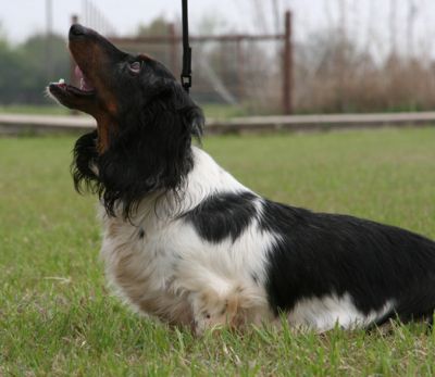 Dachshund Rescue 2008-01-01