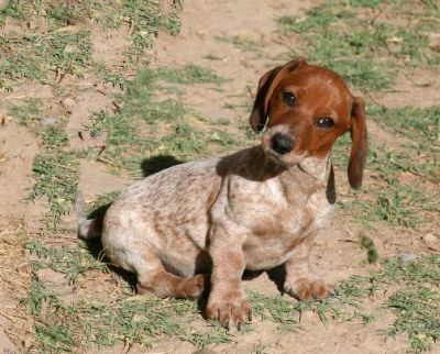 Dachshund Rescue 2008-01-01