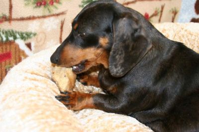 Dachshund Rescue 2008-01-01