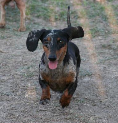 Dachshund Rescue 2008-01-01