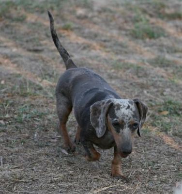 Dachshund Rescue 2008-01-01