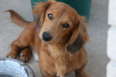 Dachshund Rescue 2008-01-01