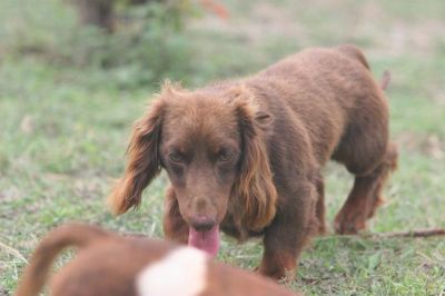 Dachshund Rescue 2008-01-01