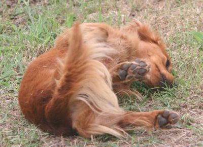 Dachshund Rescue 2008-01-01