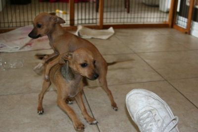 Dachshund Rescue 2008-01-01