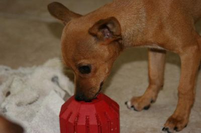 Dachshund Rescue 2008-01-01