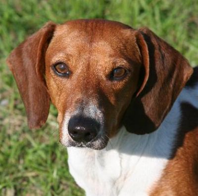 Dachshund Rescue 2008-01-01