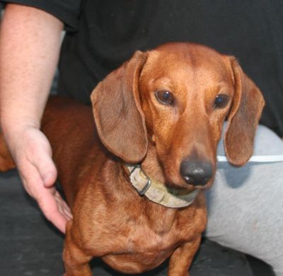 Dachshund Rescue 2008-01-01