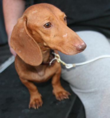 Dachshund Rescue 2008-01-01