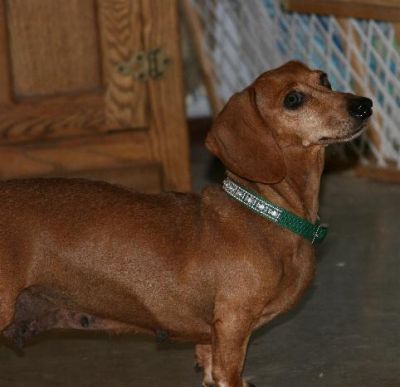 Dachshund Rescue 2008-01-01