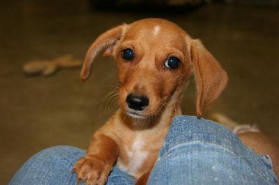 Dachshund Rescue 2008-01-01