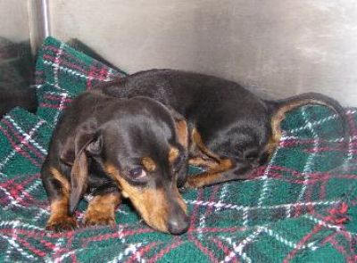 Dachshund Rescue 2008-01-01