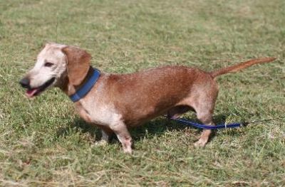 Dachshund Rescue 2008-01-01