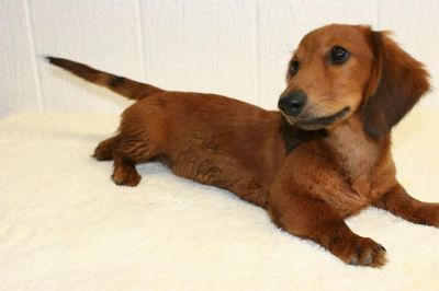 Dachshund Rescue 2008-01-01