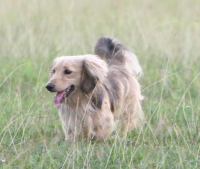 Dachshund Rescue 2008-01-01