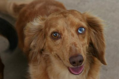 Dachshund Rescue 2008-01-01