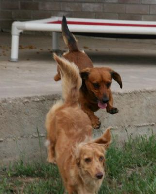 Dachshund Rescue 2008-01-01