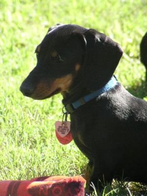 Dachshund Rescue 2008-01-01