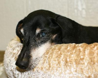 Dachshund Rescue 2008-01-01