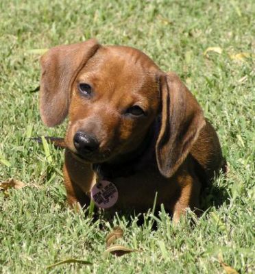 Dachshund Rescue 2008-01-01