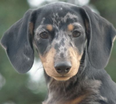 Dachshund Rescue 2008-01-01