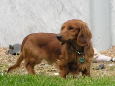 Dachshund Rescue 2008-01-01