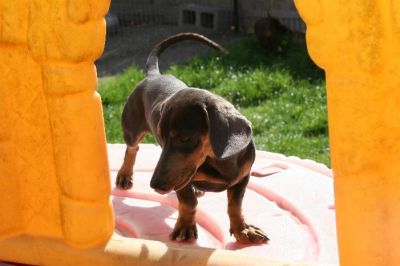 Dachshund Rescue 2008-01-01