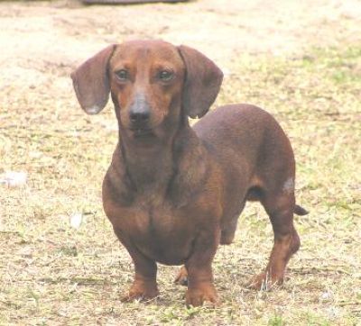 Dachshund Rescue 2008-01-01