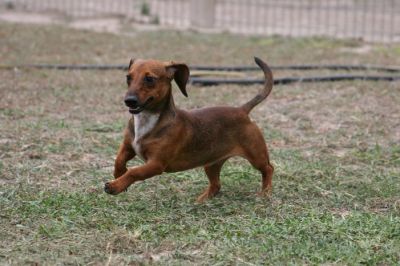 Dachshund Rescue 2008-01-01