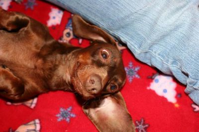 Dachshund Rescue 2008-01-01