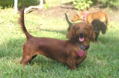 Dachshund Rescue 2008-01-01