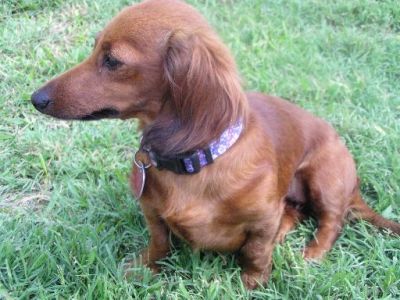 Dachshund Rescue 2008-01-01