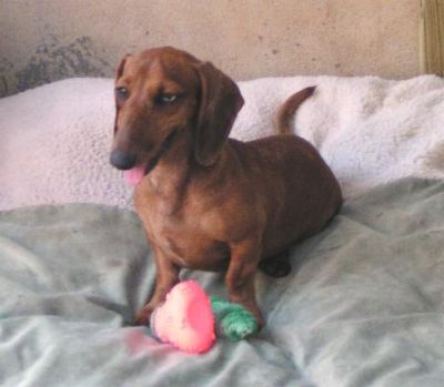 Dachshund Rescue 2008-01-01