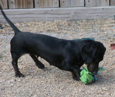 Dachshund Rescue 2008-01-01