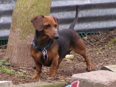 Dachshund Rescue 2008-01-01