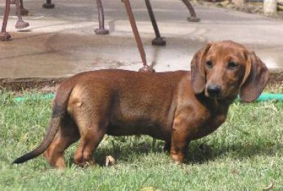 Dachshund Rescue 2008-01-01