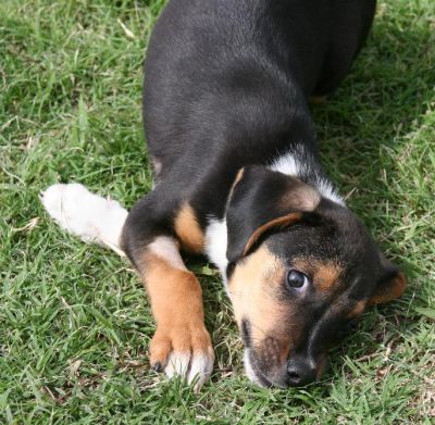 Dachshund Rescue 2008-01-01