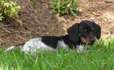 Dachshund Rescue 2008-01-01