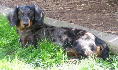 Dachshund Rescue 2008-01-01