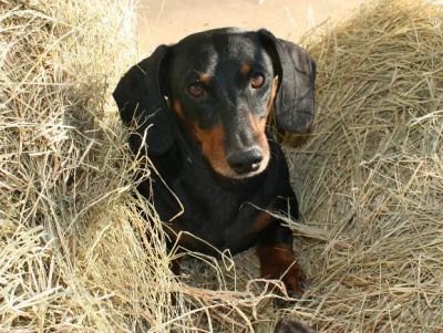 Dachshund Rescue 2008-01-01