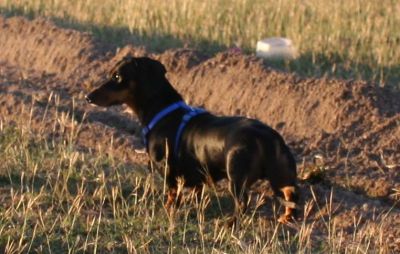 Dachshund Rescue 2008-01-01