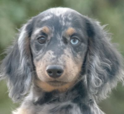 Dachshund Rescue 2008-01-01