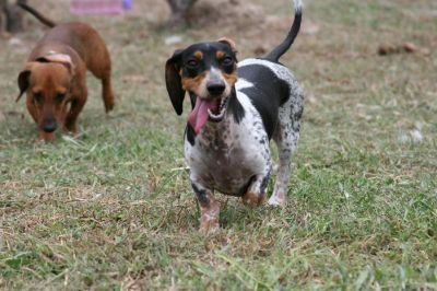 Dachshund Rescue 2008-01-01