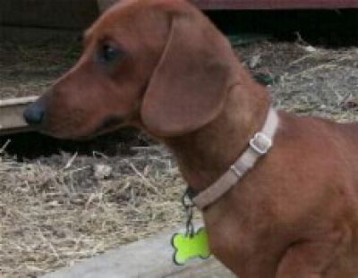 Dachshund Rescue 2008-01-01