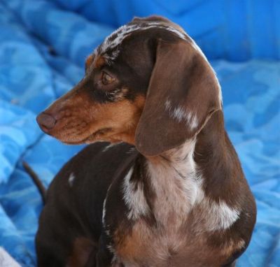 Dachshund Rescue 2008-01-01