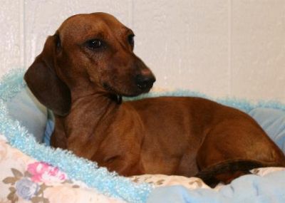 Dachshund Rescue 2008-01-01